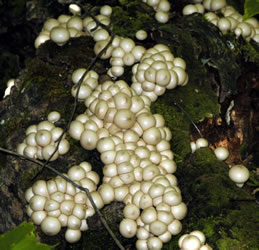 Mushroom dots