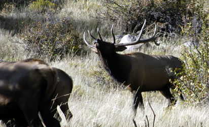 elk herding