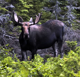 Nova Scotia moose
