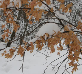 Snow Day