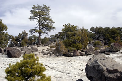 boulders and pine