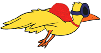 pigeon