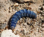 caterpillar