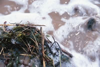 bubbles on shore