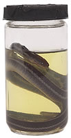 snake specimen