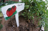 tomato garden