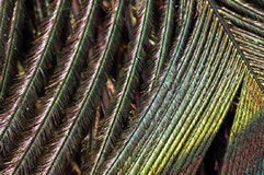 feather