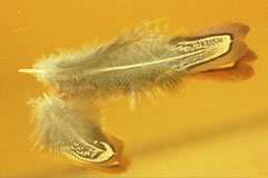 feathers