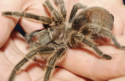 spider