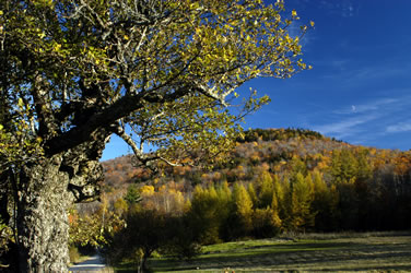 Apple view on Sanwich Notch