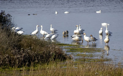 migratory birds