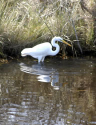 heron