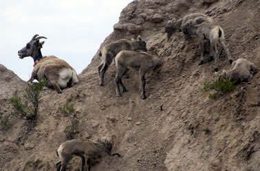 Badlands sheep