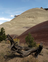 Bentonite