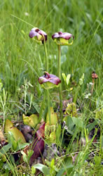 pitcher plant