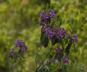 boreal flowers