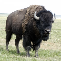 bison