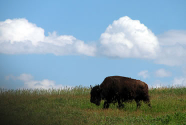 buffalo