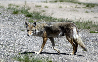 coyote