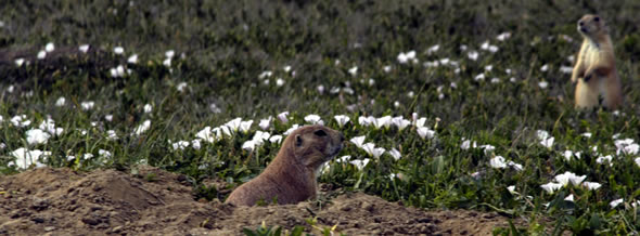 prairie dog