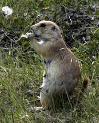 prairie dog