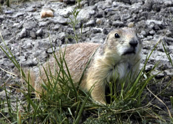 prairie dog