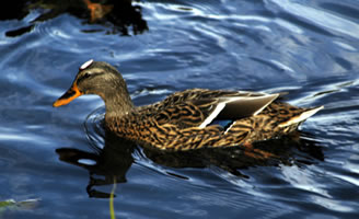 duck in Washington DC