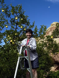 Picking apples