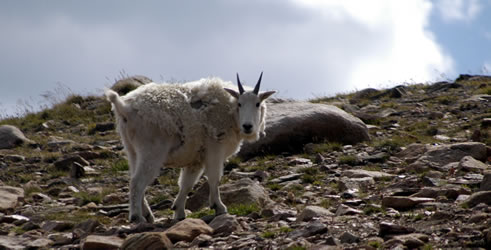 Mountain Goat