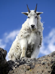 Mountain Goat