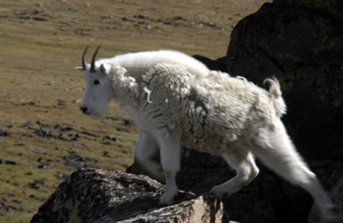 Mountain Goat