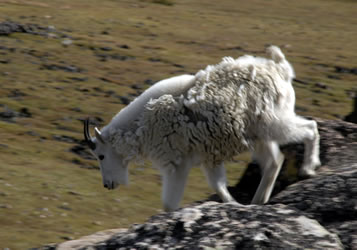 Mountain Goat