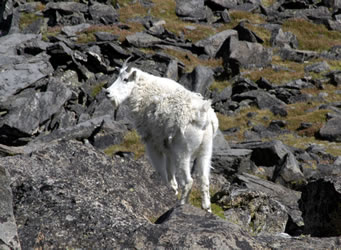 Mountain Goat