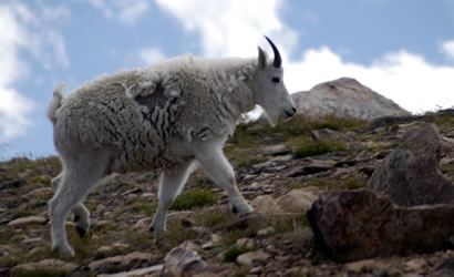 Mountain Goat