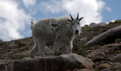 Mountain Goat