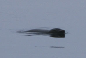 harbor seal