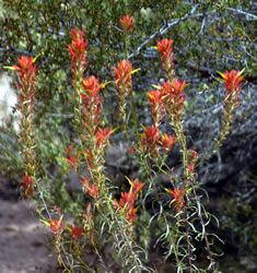 Indian Paint Brush