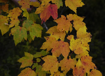 leaves