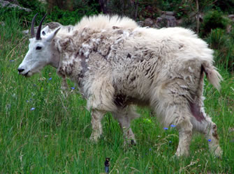 Mountain Goats