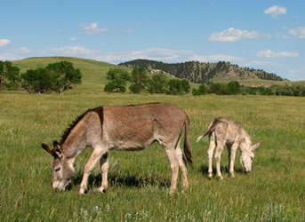 mule