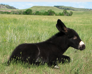 mule