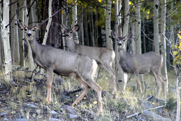 Mule deer