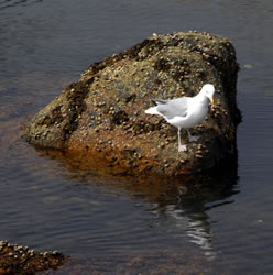 gull a Peggy's Cove