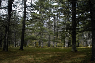 pine grove