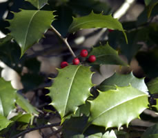 Mountain Holly