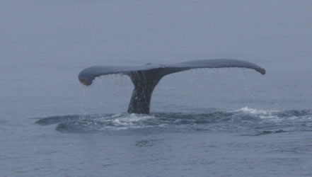 whale tail