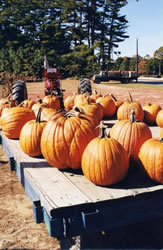 pumpkins