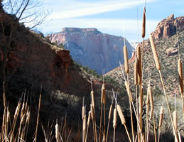 cattails
