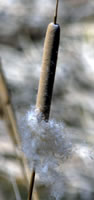 cattails