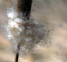 cattails